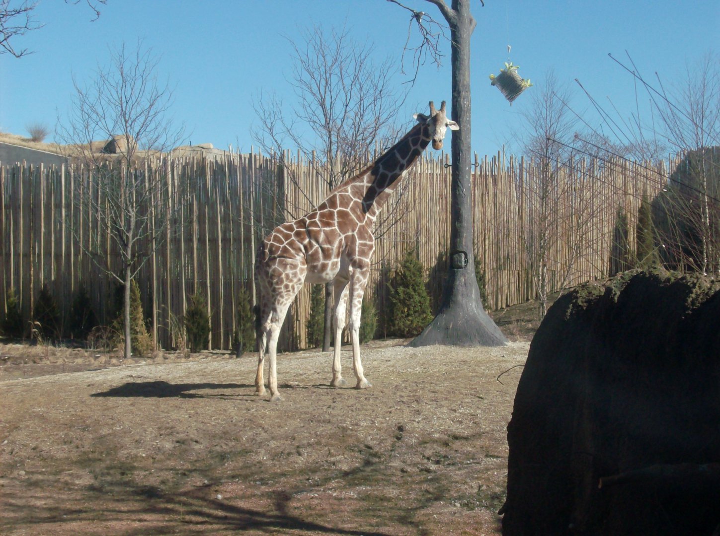 Giraffe Yard February 2017