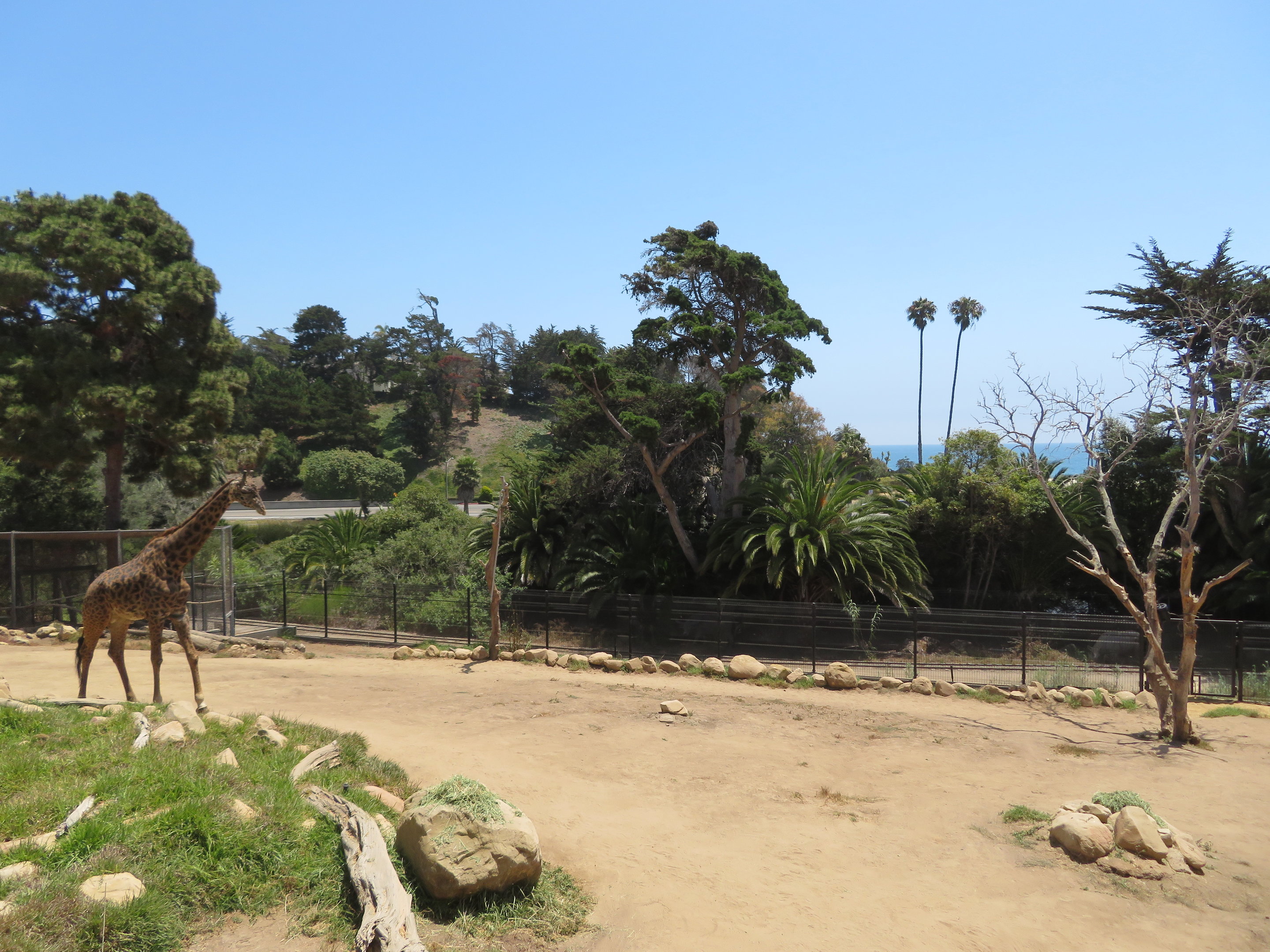 Giraffe Yard (ocean in background)