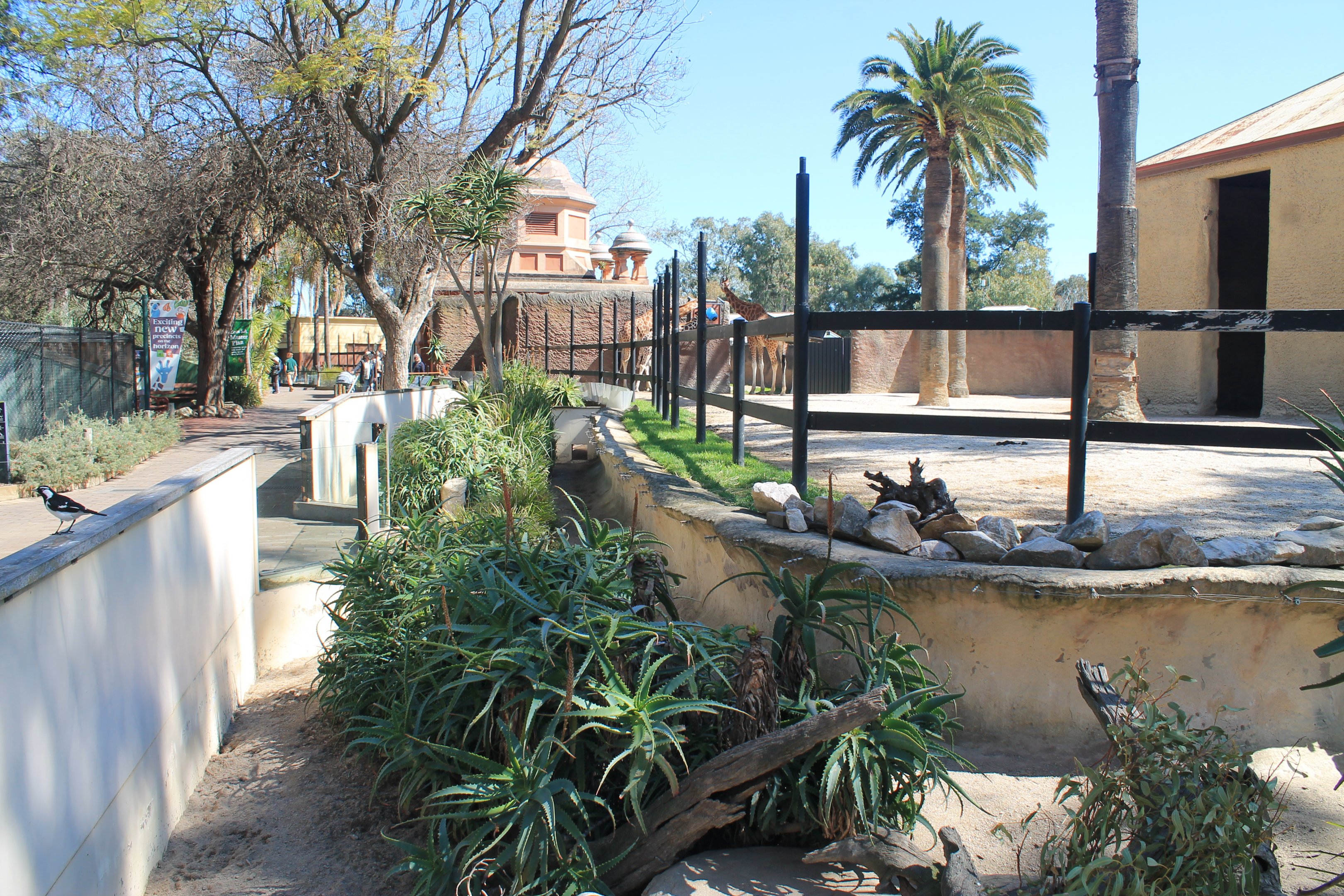 Giraffe yard with Meerkats in front
