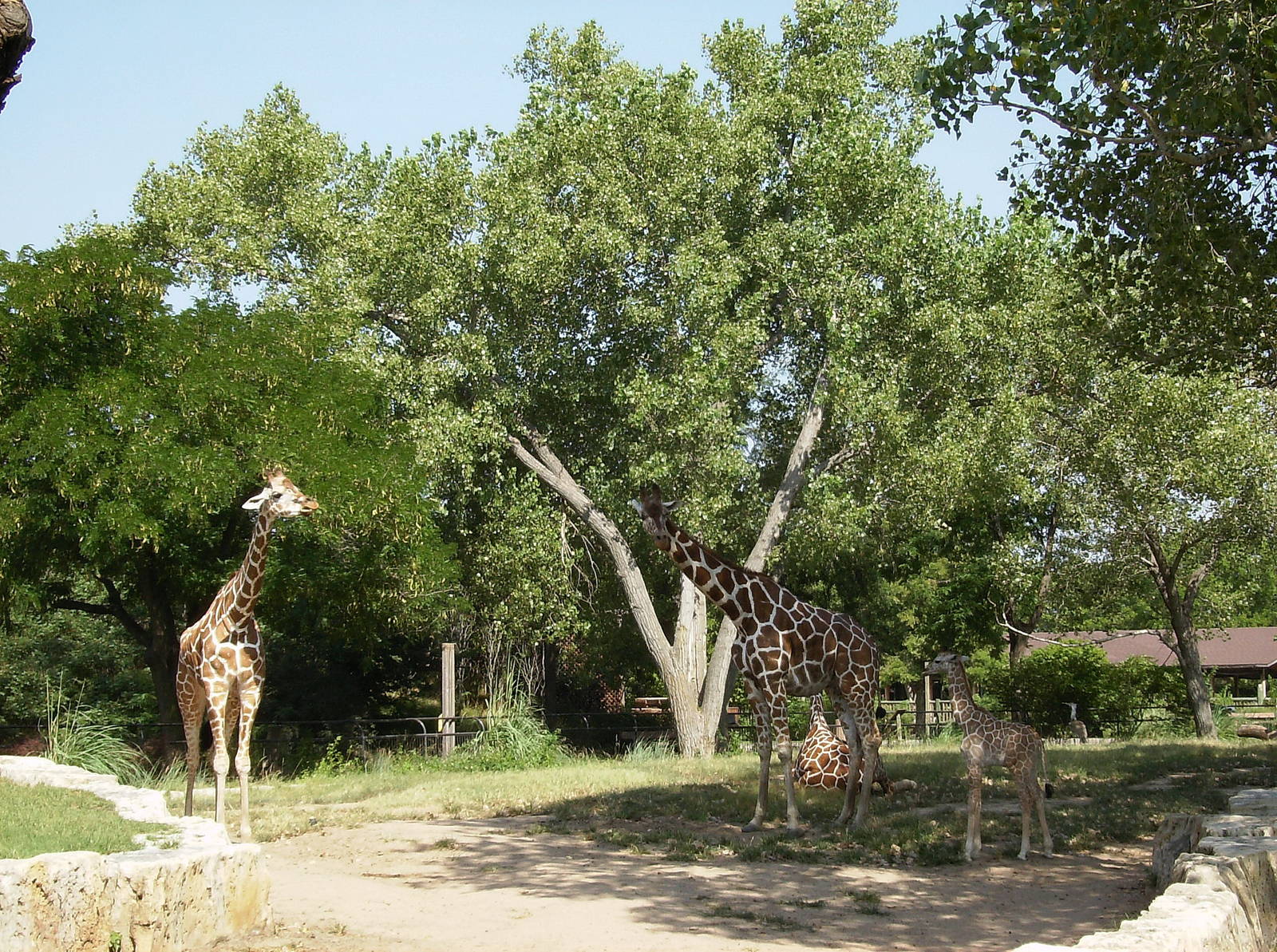Giraffe Yard