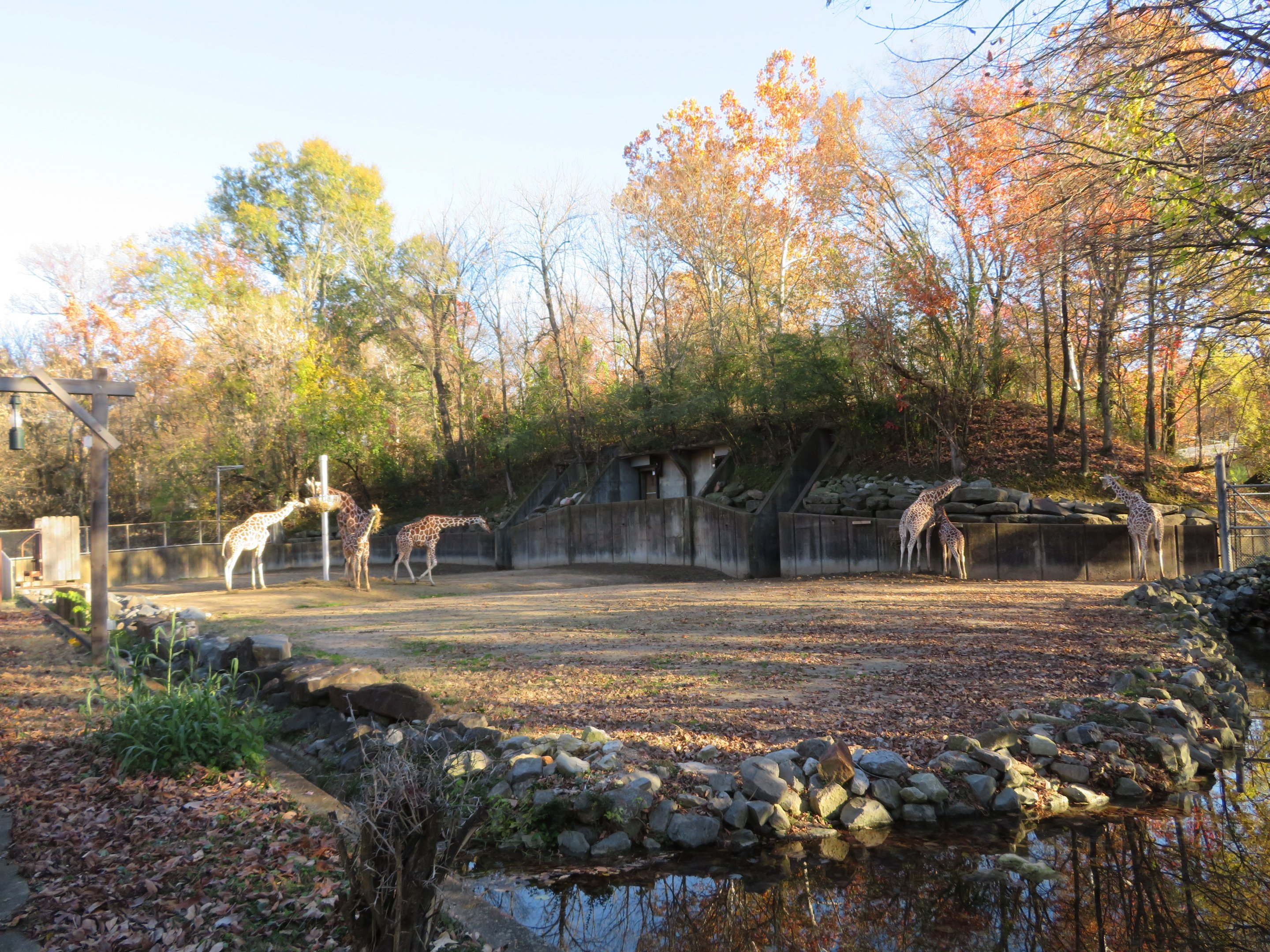 Giraffe Yard