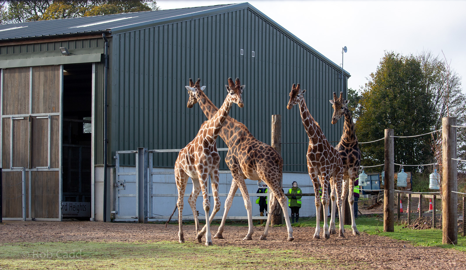 Giraffe : Yorkshire WP : 10 Nov 2018