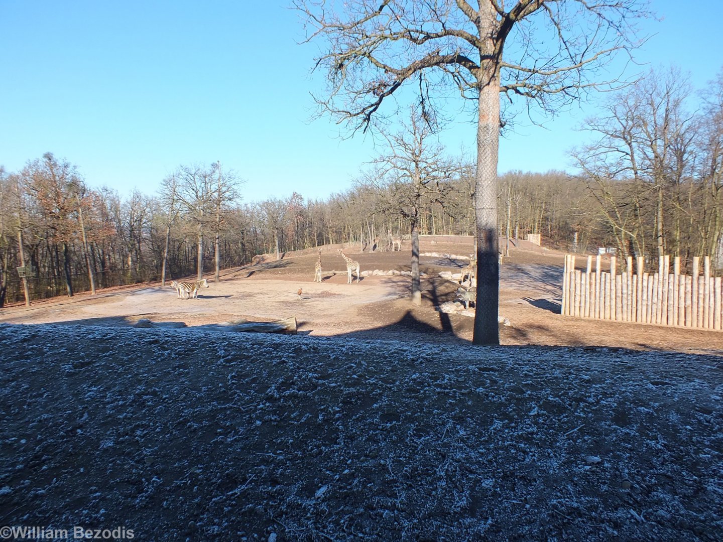 Giraffe, Zebra, and Blesbok Paddock