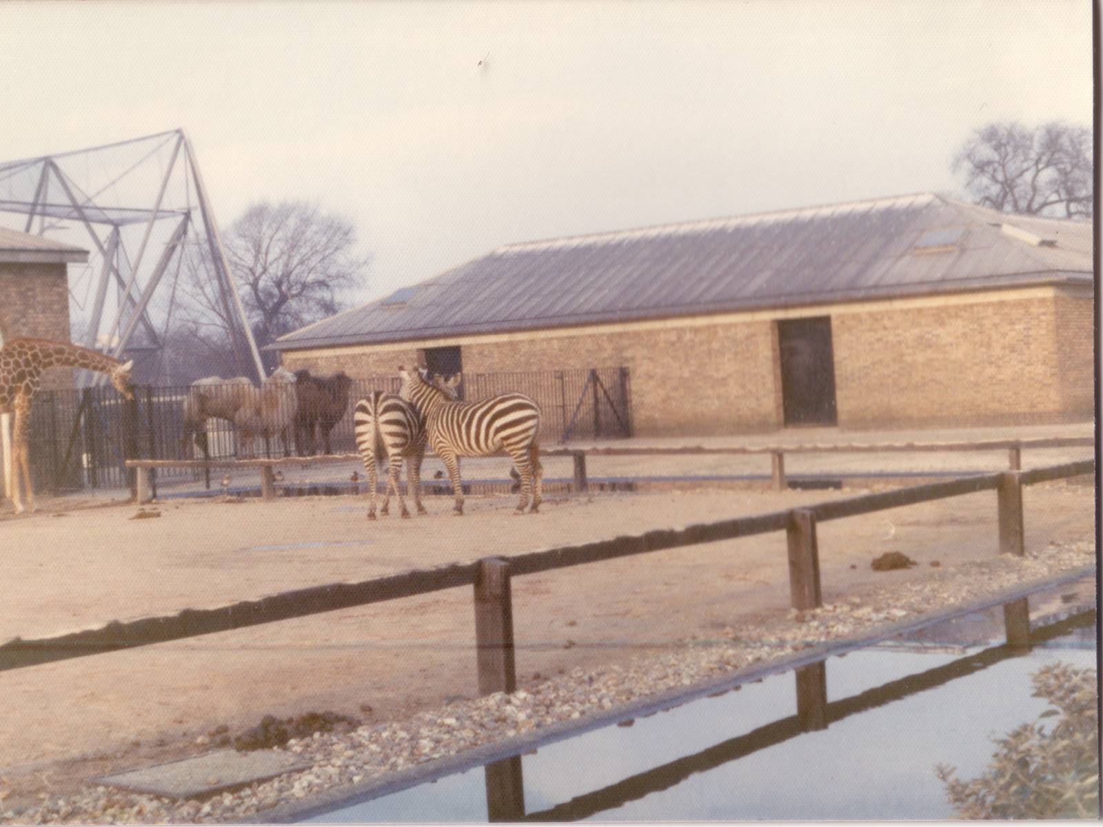 Giraffe, Zebra and Camels, February 1973