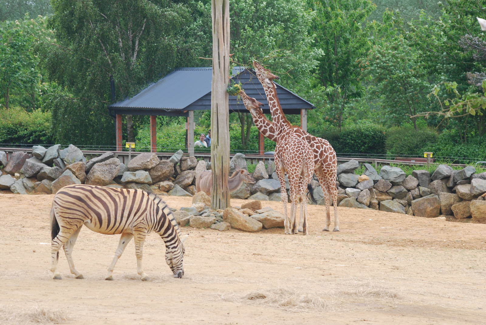 Giraffe, zebra and greater kudu