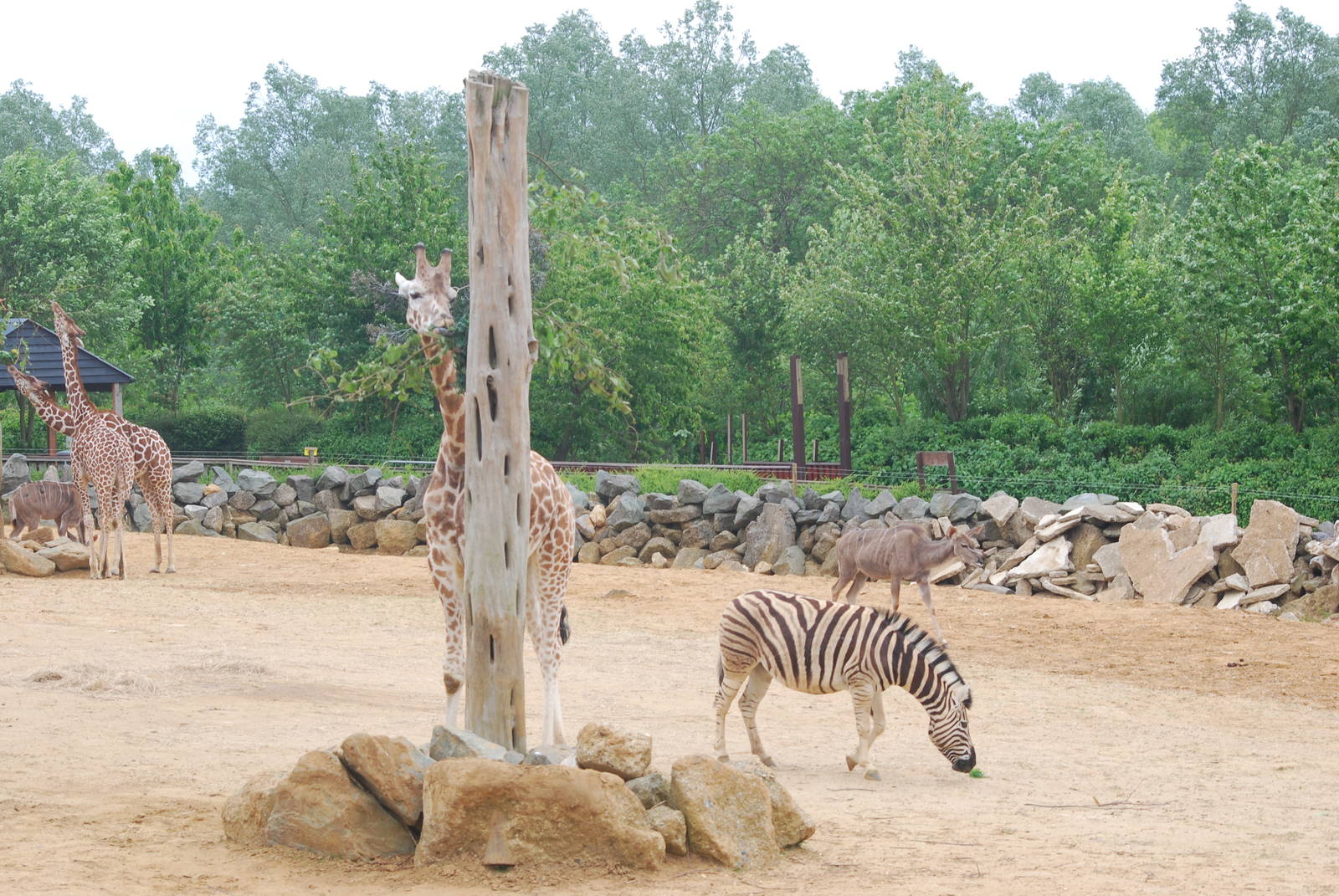 Giraffe, zebra and greater kudu