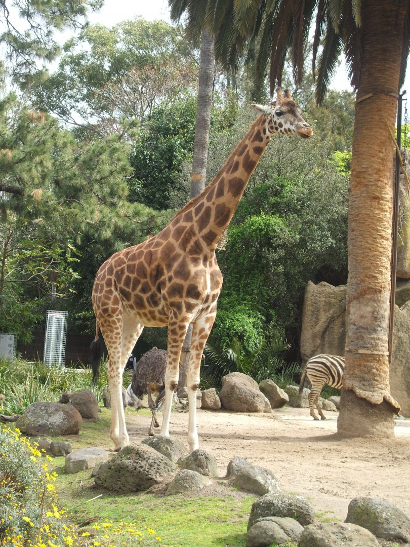 Giraffe, Zebra and Ostrich, 2011
