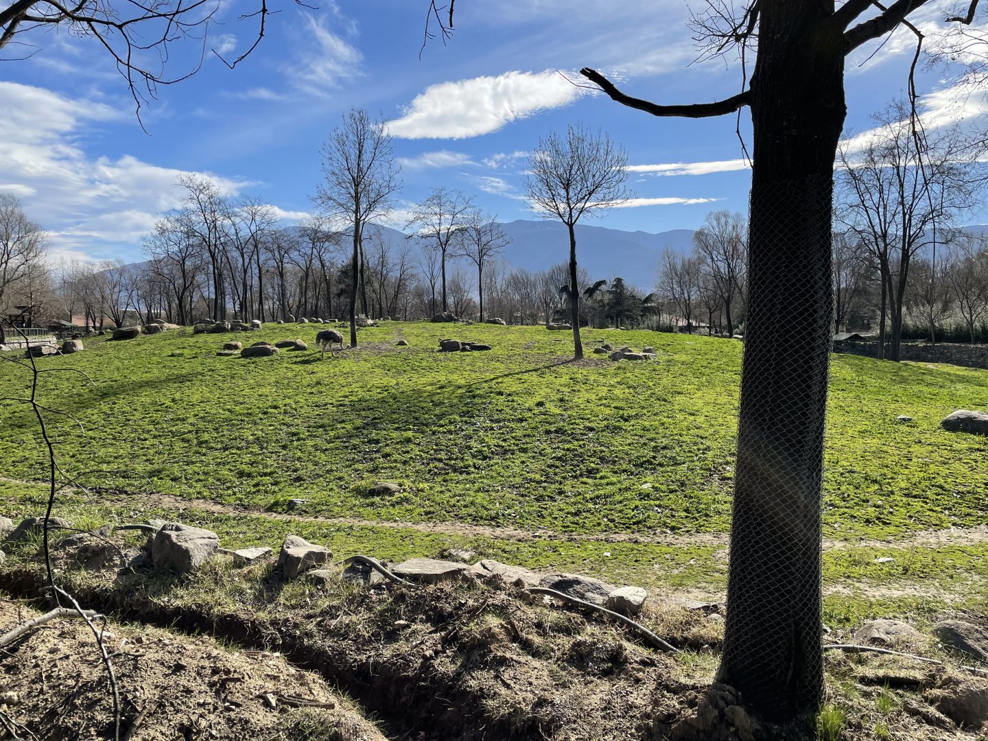 Giraffe, zebra and ostrich enclosure
