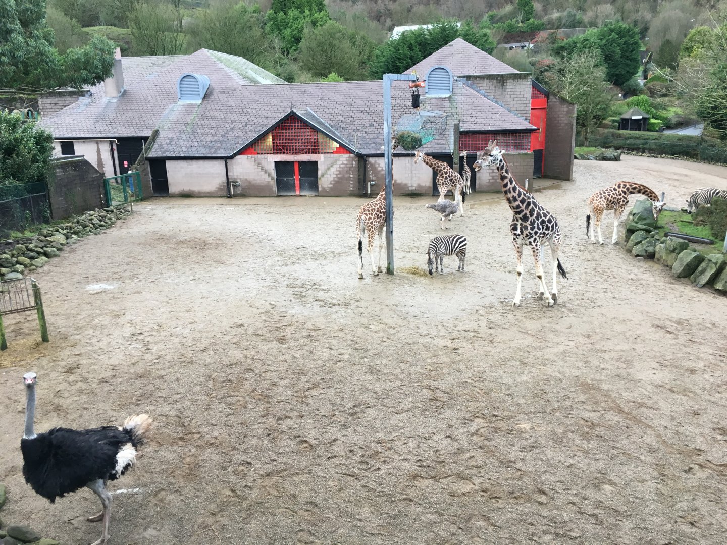 Giraffe, Zebra and Ostrich Exhibit (Viewed from viewing platform)