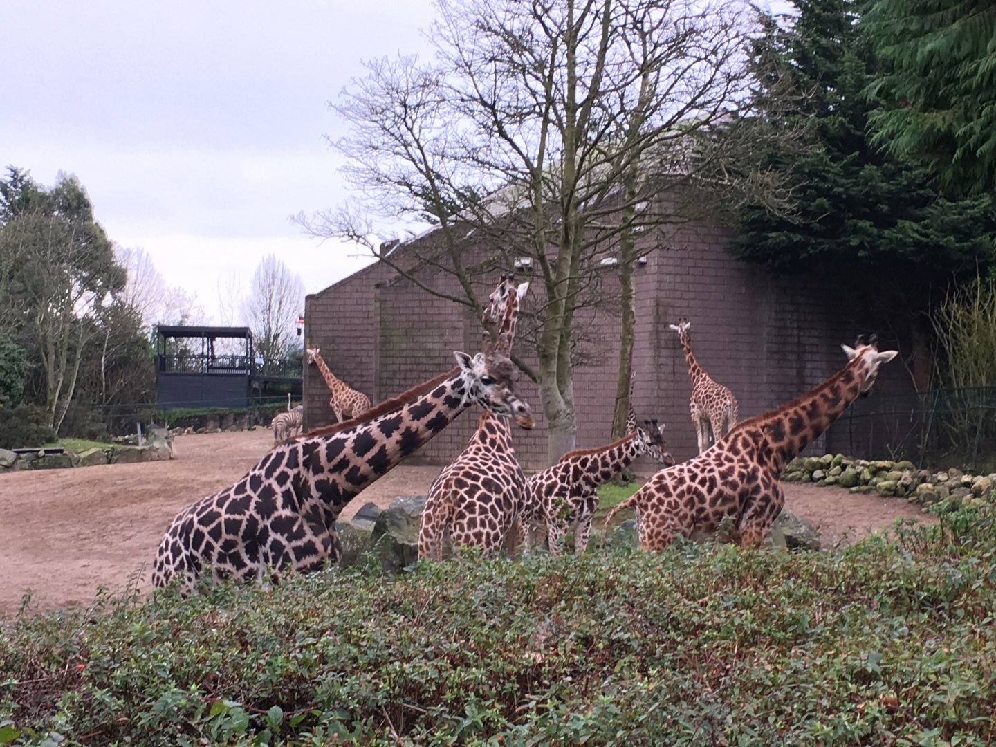 Giraffe, Zebra and Ostrich Exhibit