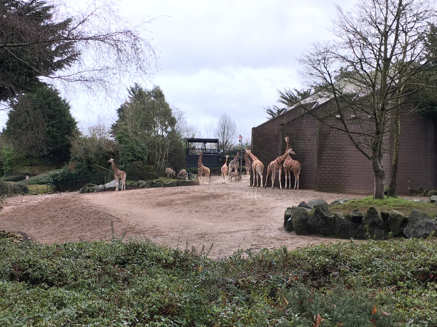 Giraffe, Zebra and Ostrich Exhibit