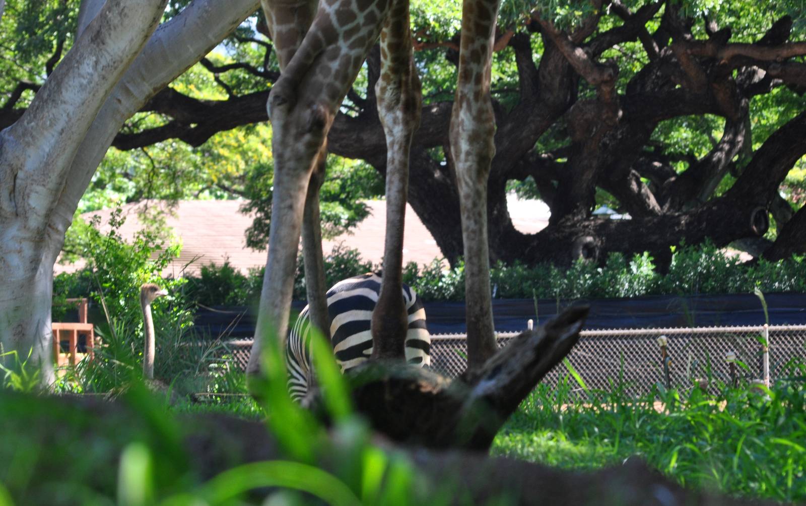 Giraffe, Zebra, and Ostrich