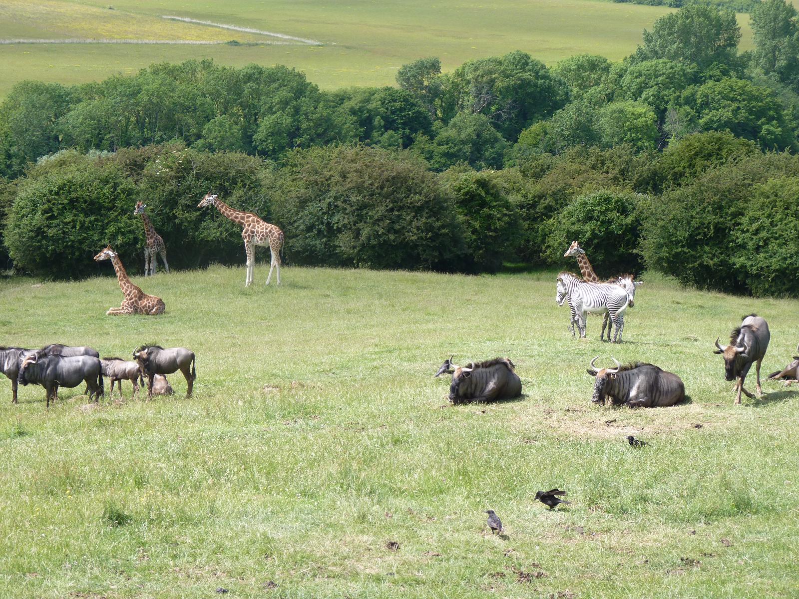 Giraffe, Zebra and Wildebeest