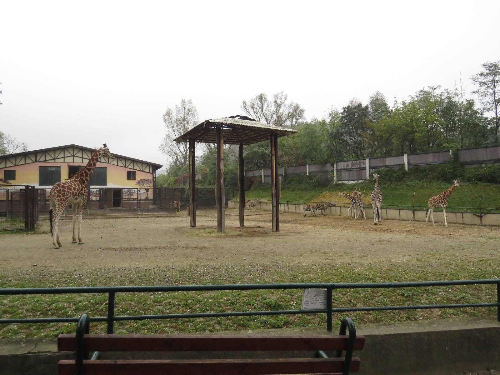 Giraffe & zebra enclosure, October 2014.