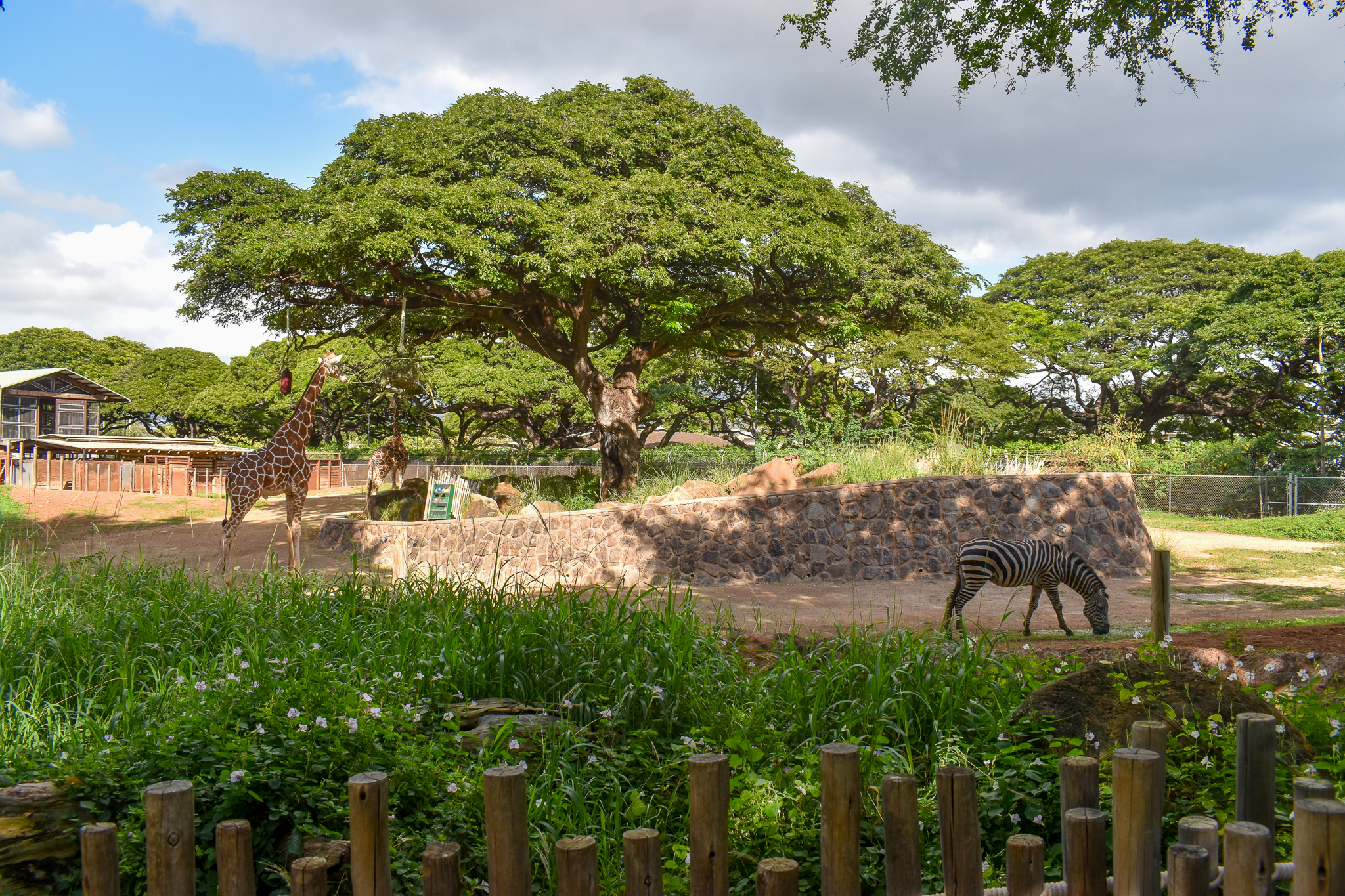 Giraffe/zebra enclosure