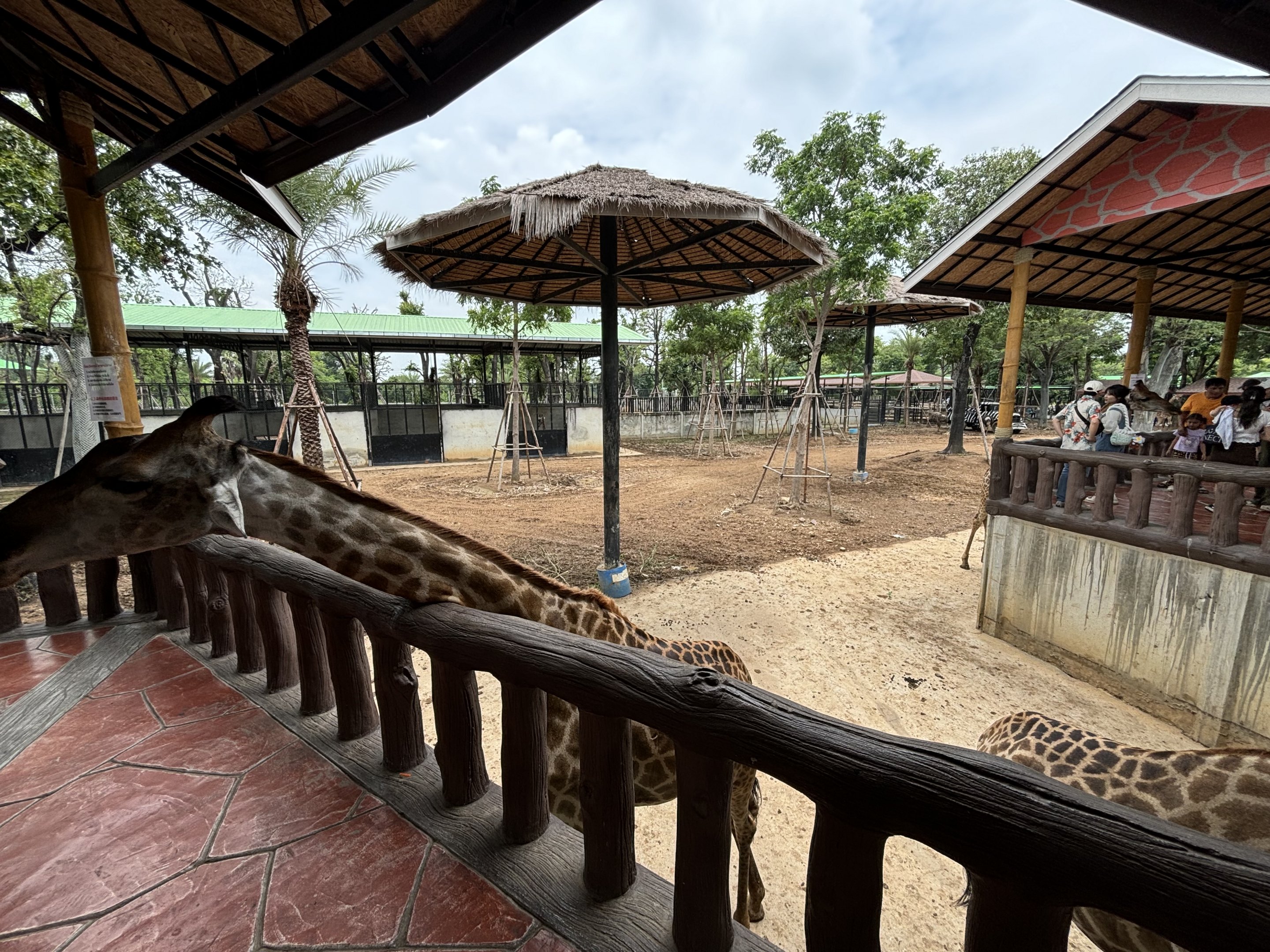 Giraffe/Zebra Exhibit - Lion Park
