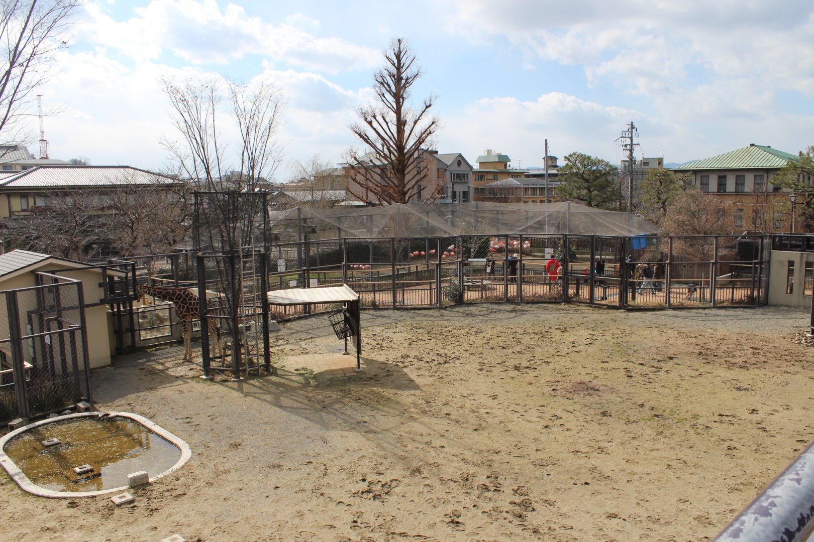 Giraffe/zebra exhibit