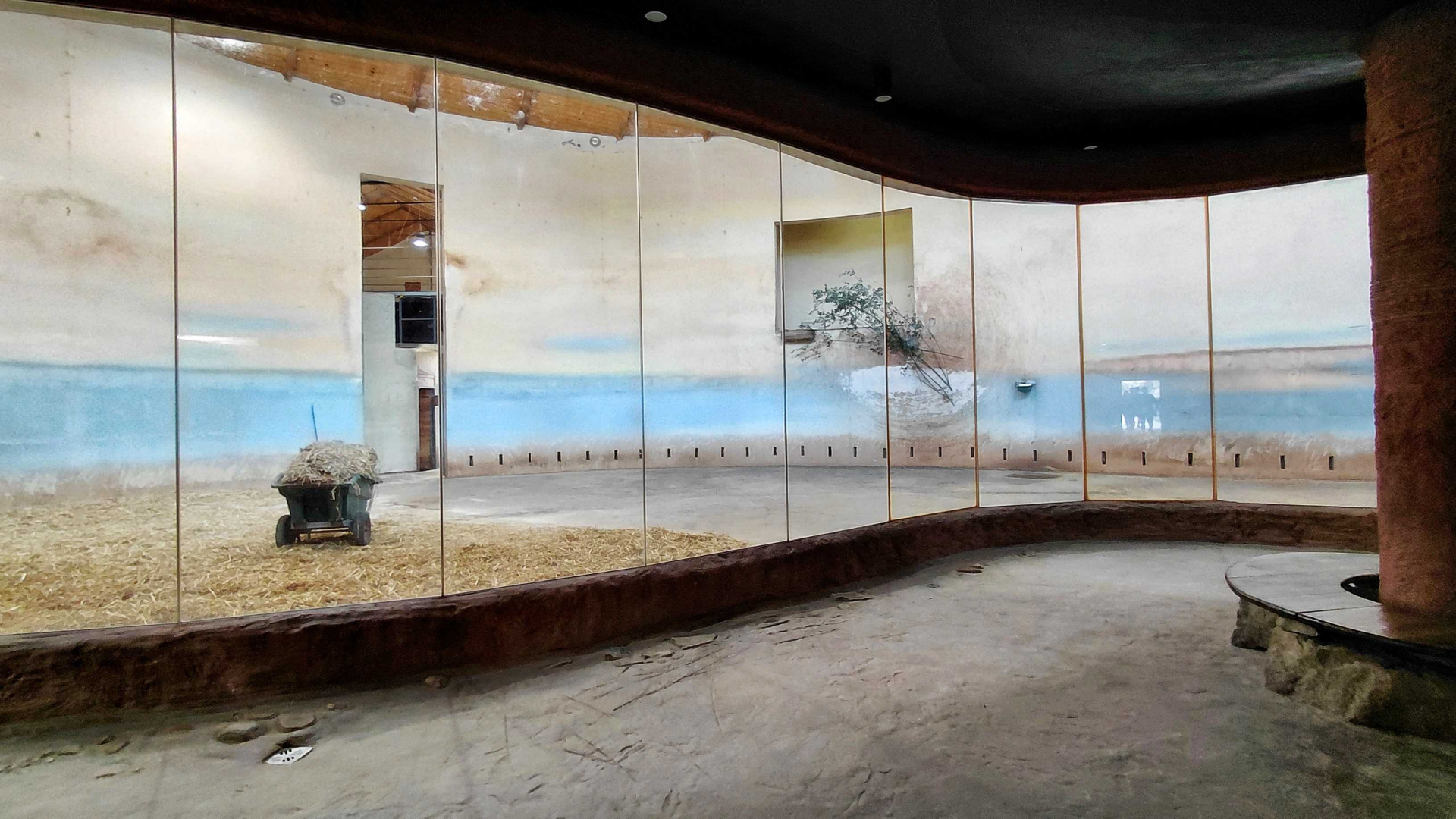 Giraffe + zebra indoor exhibit