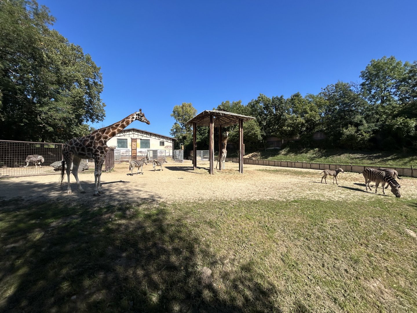 Giraffe, Zebra & Ostrich Exhibit