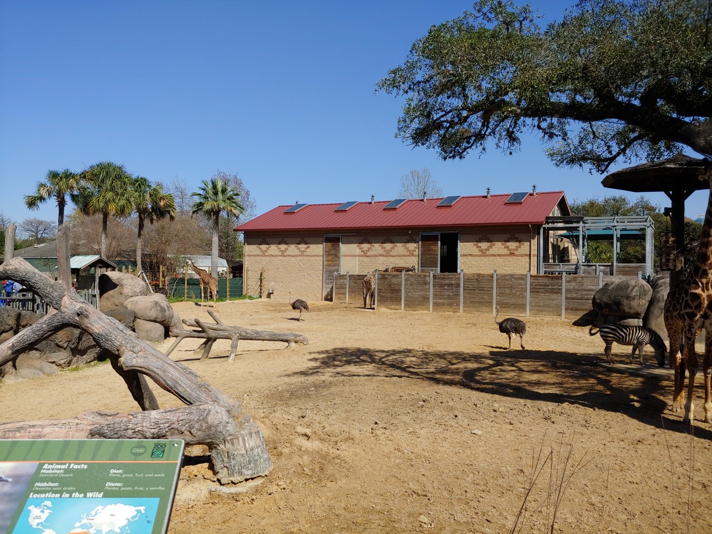 Giraffe, zebra ostrich yard