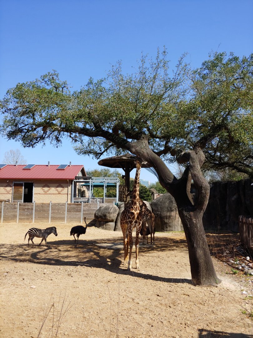 Giraffe, zebra, ostrich yard