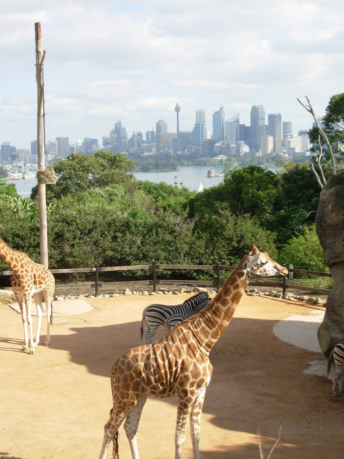 Giraffe & Zebra - Taronga Zoo