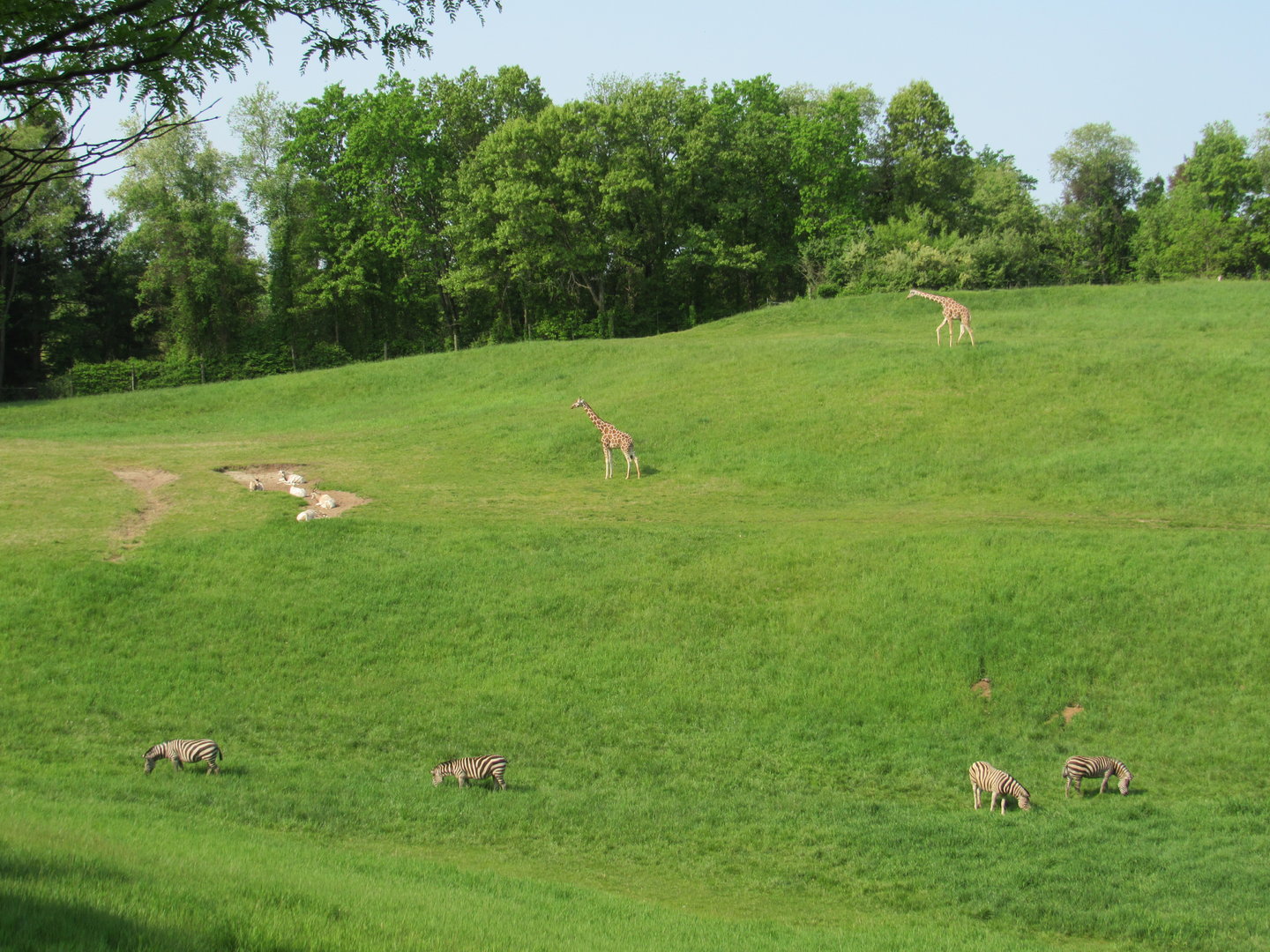 Giraffe, Zebras, and Addax on the Savanna - 5/23/23