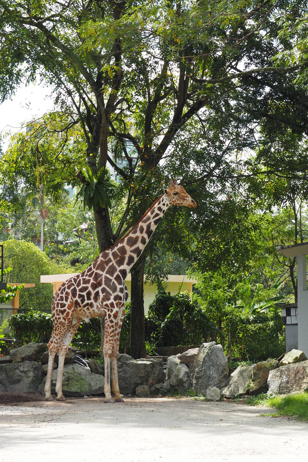 Giraffe - Zoo Negara Jan 2016