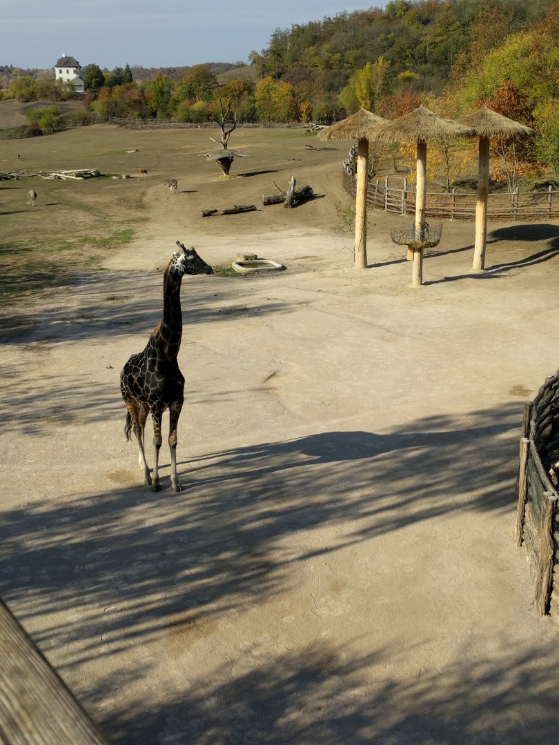 Giraffe Zoo Praha 2018