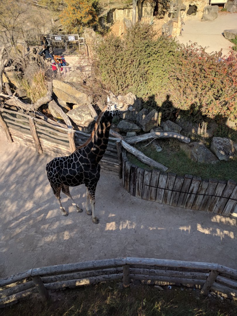Giraffe Zoo Praha 2018