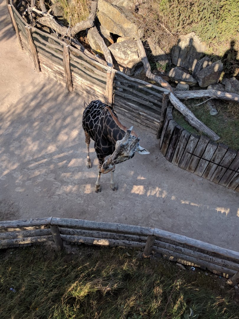 Giraffe Zoo Praha 2018