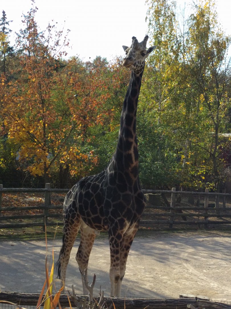 Giraffe Zoo Praha 2018