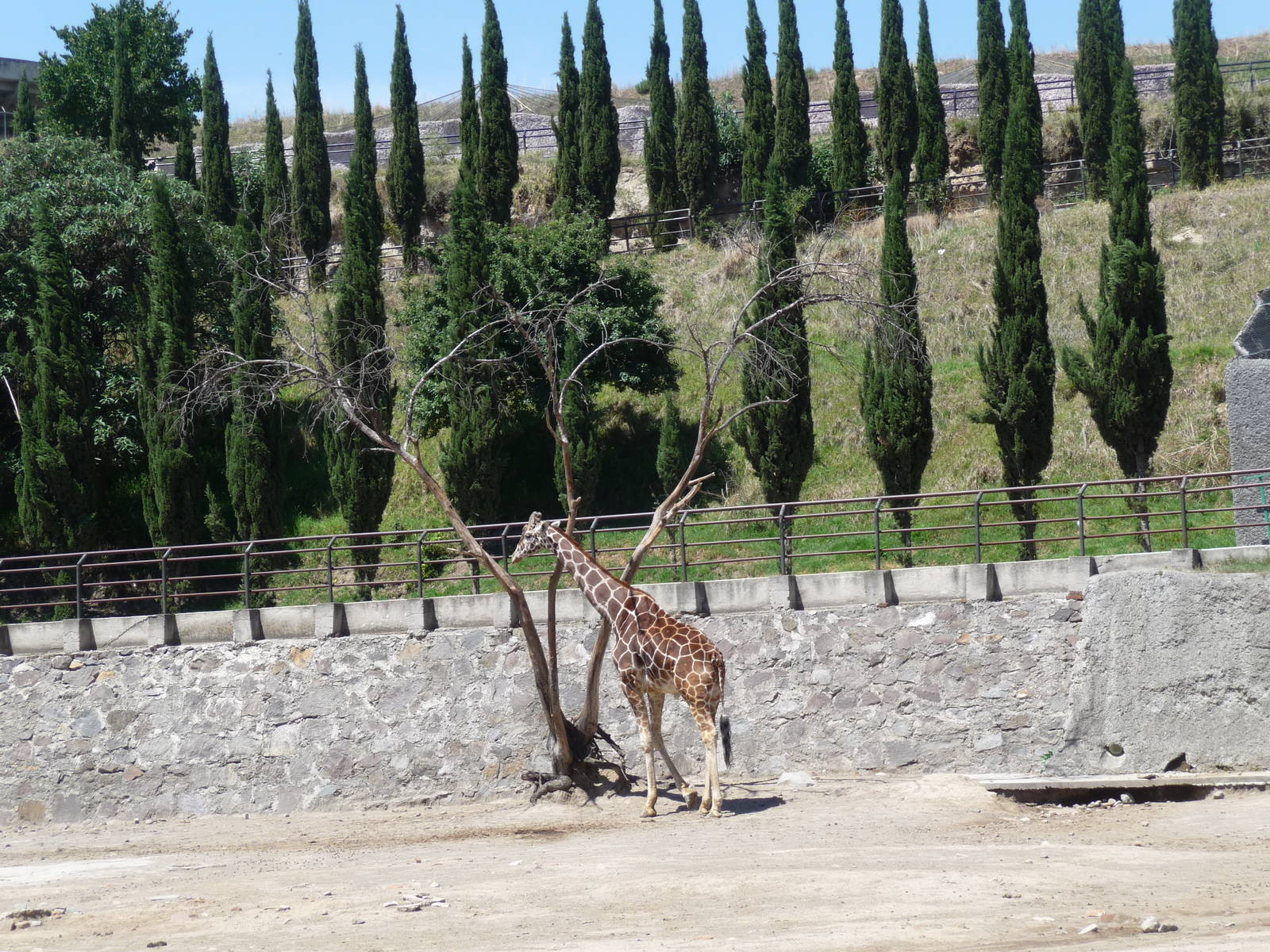 giraffe zoologico del altiplano tlaxcala