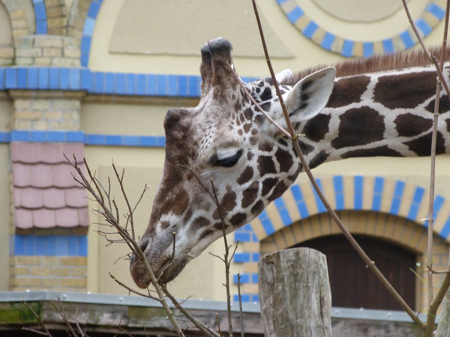Giraffe -Zoologischer Garten Berlin (2024)