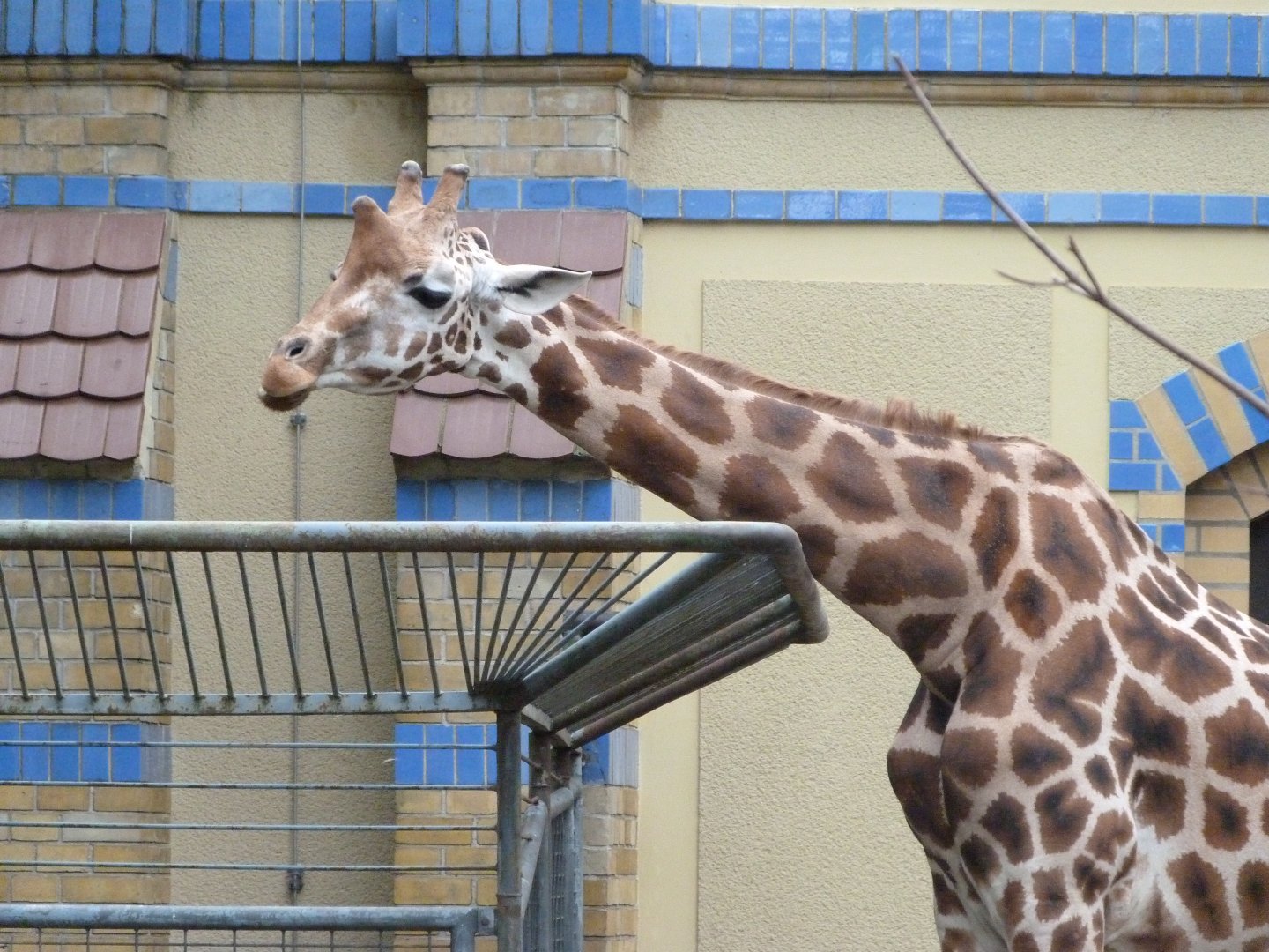 Giraffe -Zoologischer Garten Berlin (2024)