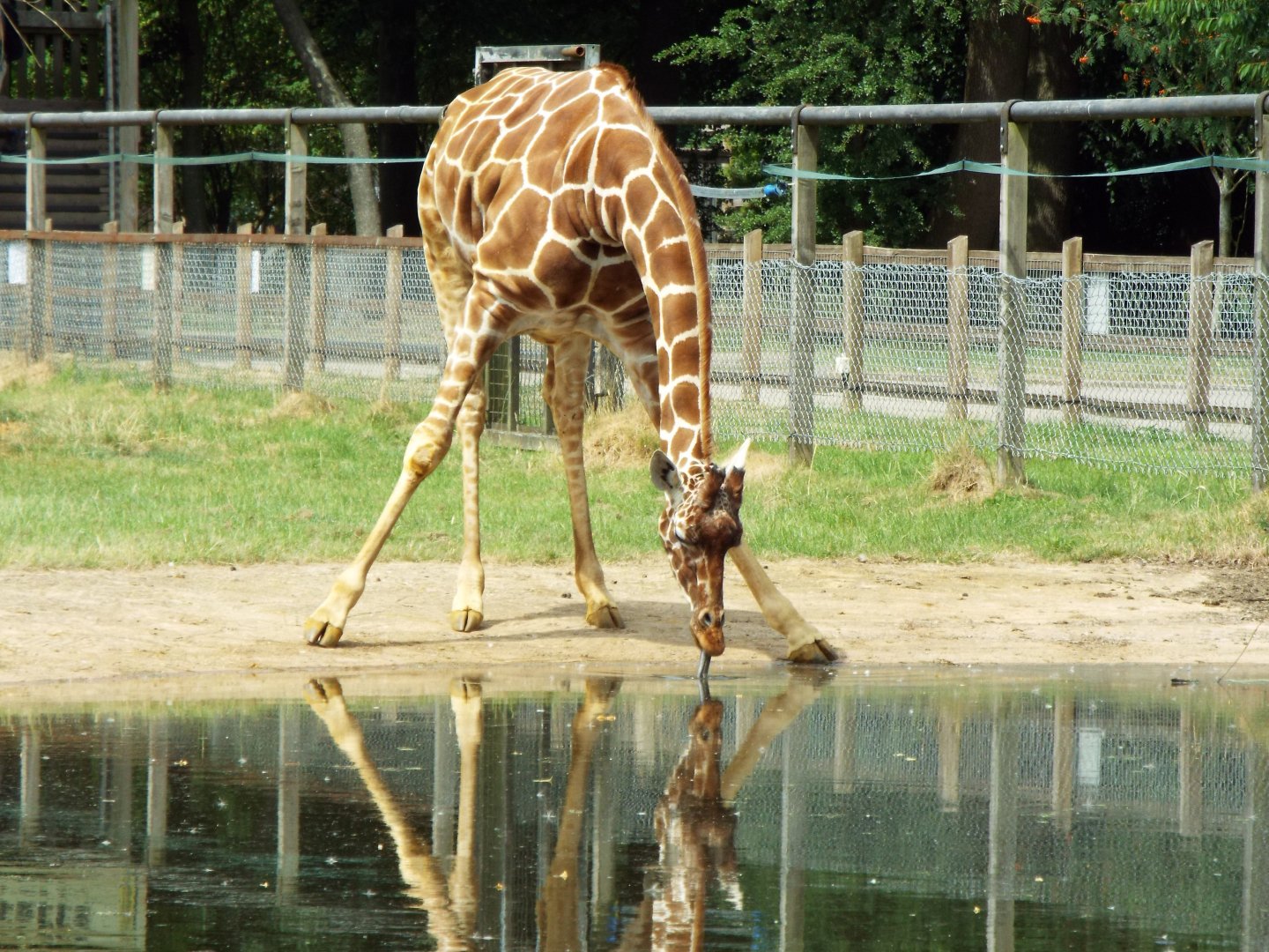 Giraffe, ZSL Whipsnade