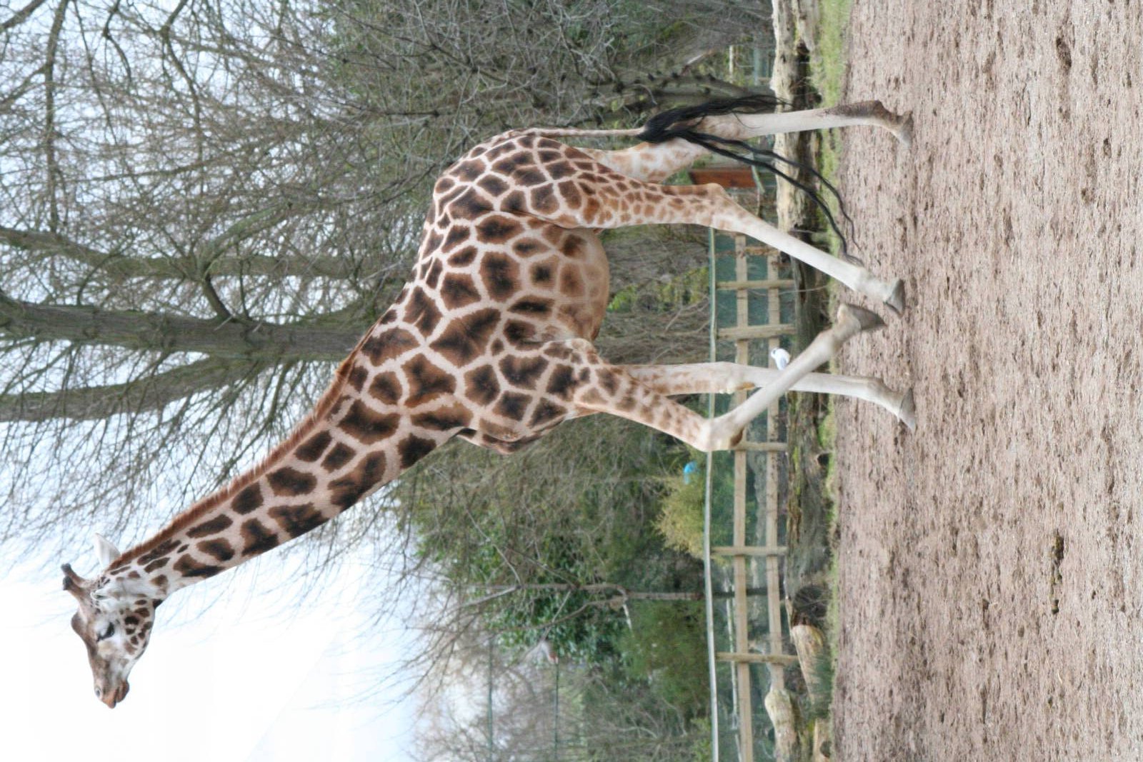 Giraffe