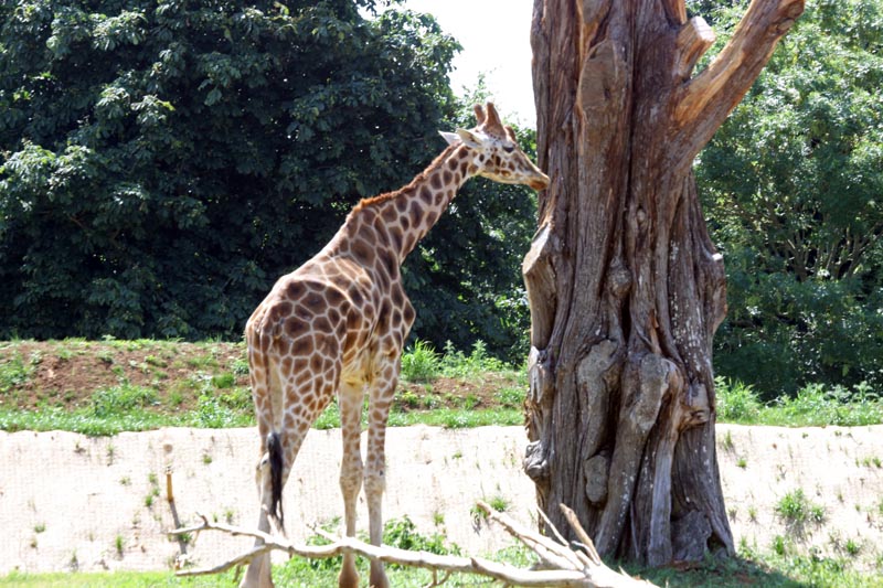 Giraffe