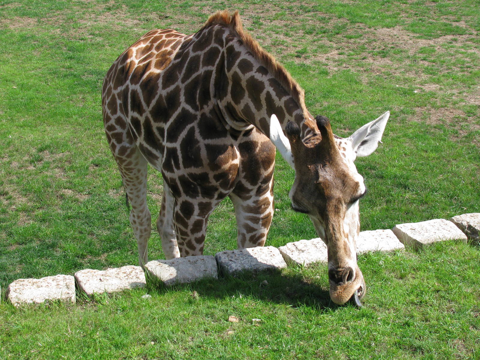 Giraffe