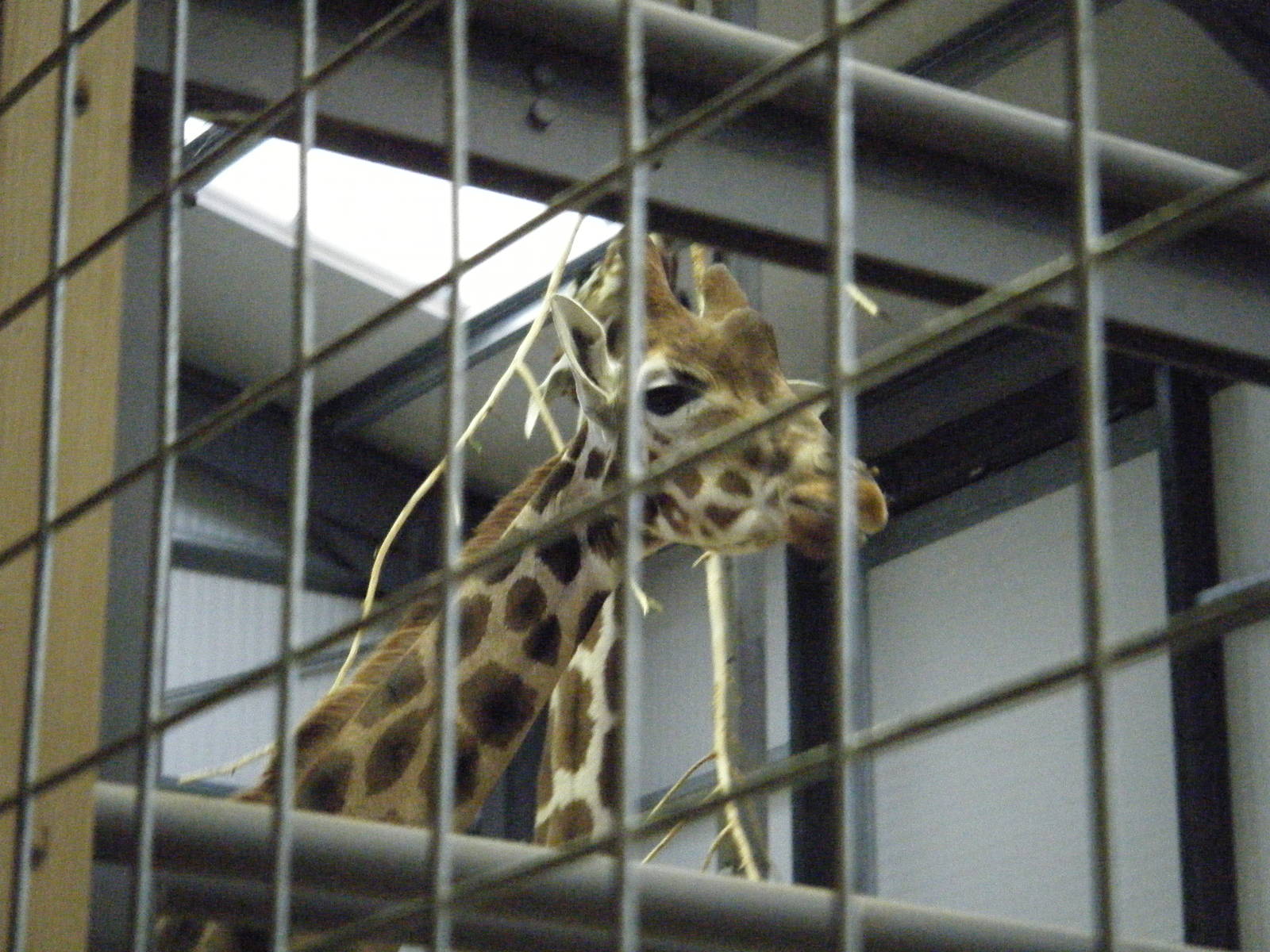 Giraffe