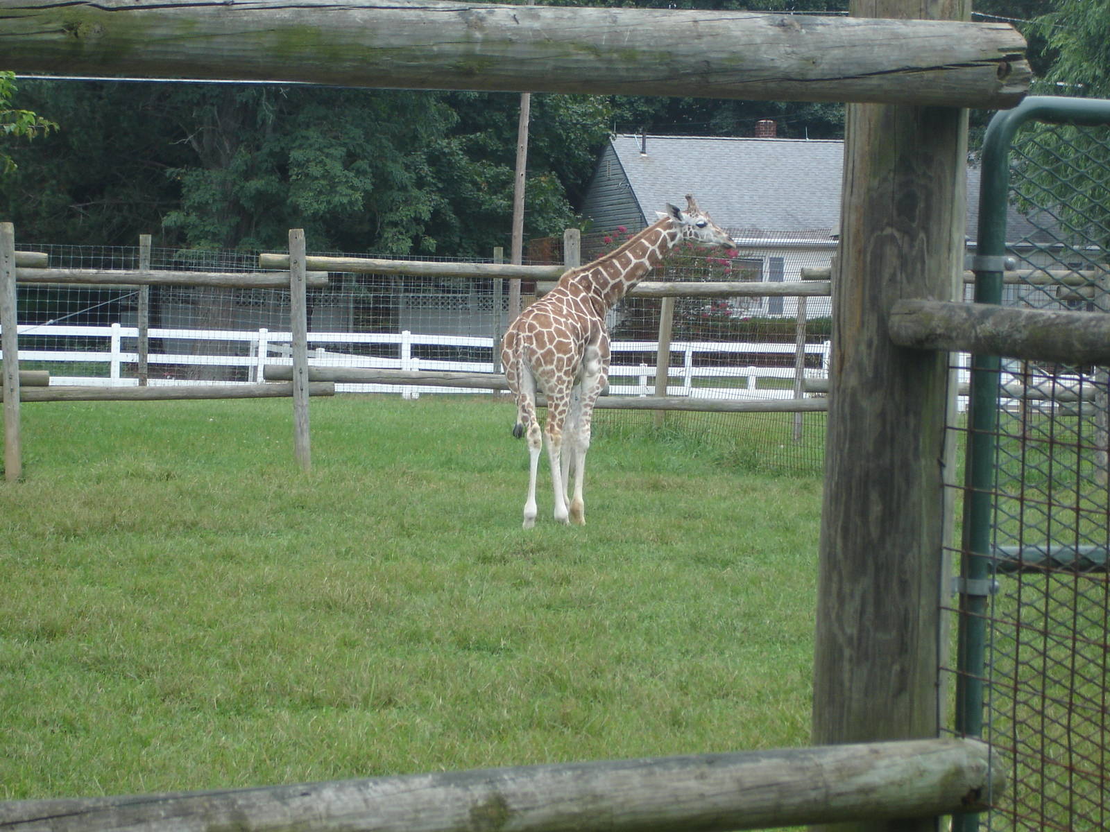 Giraffe