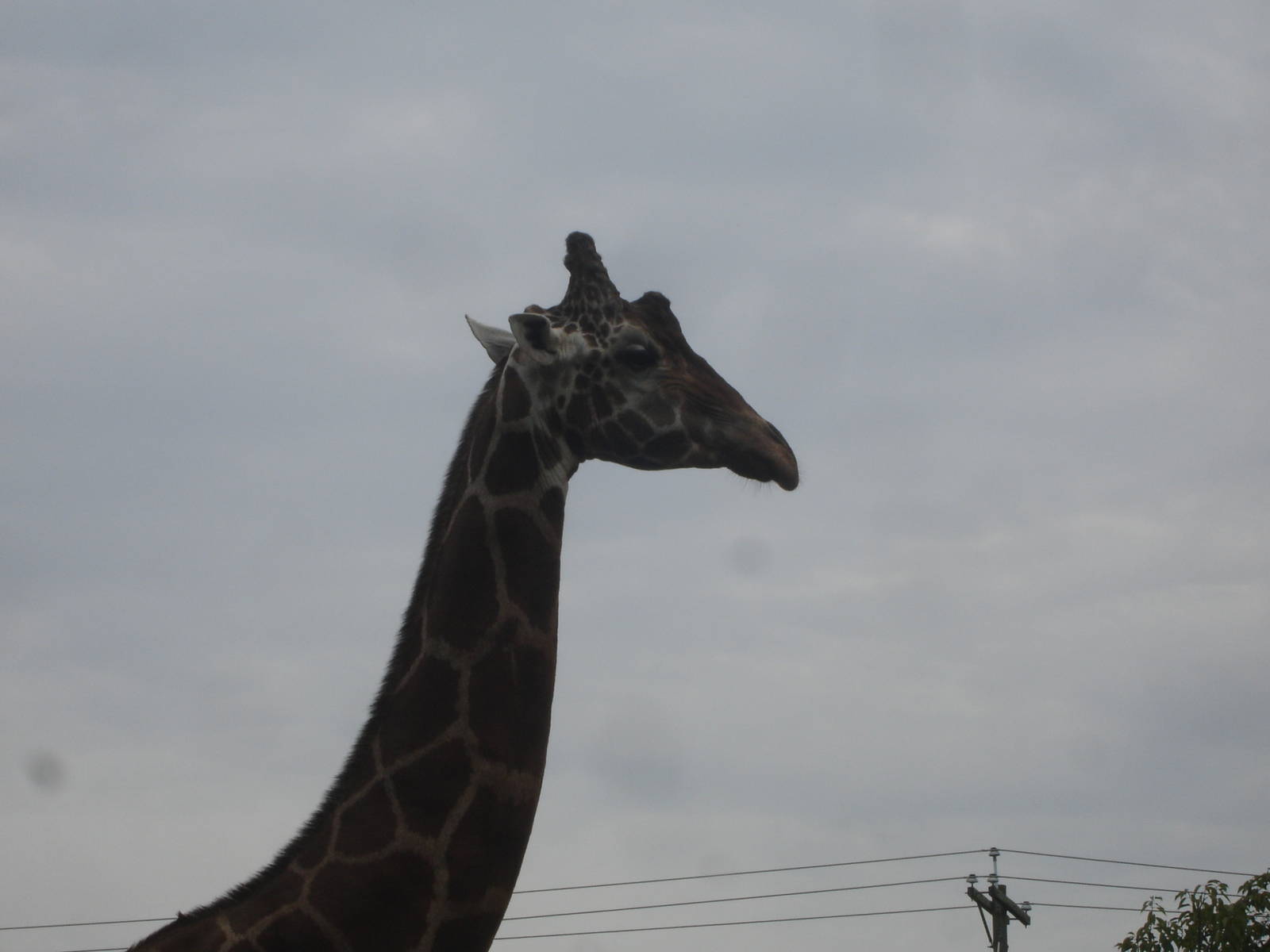 Giraffe