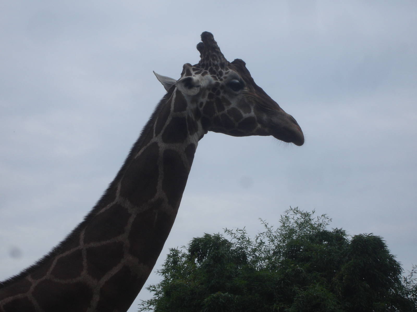 Giraffe