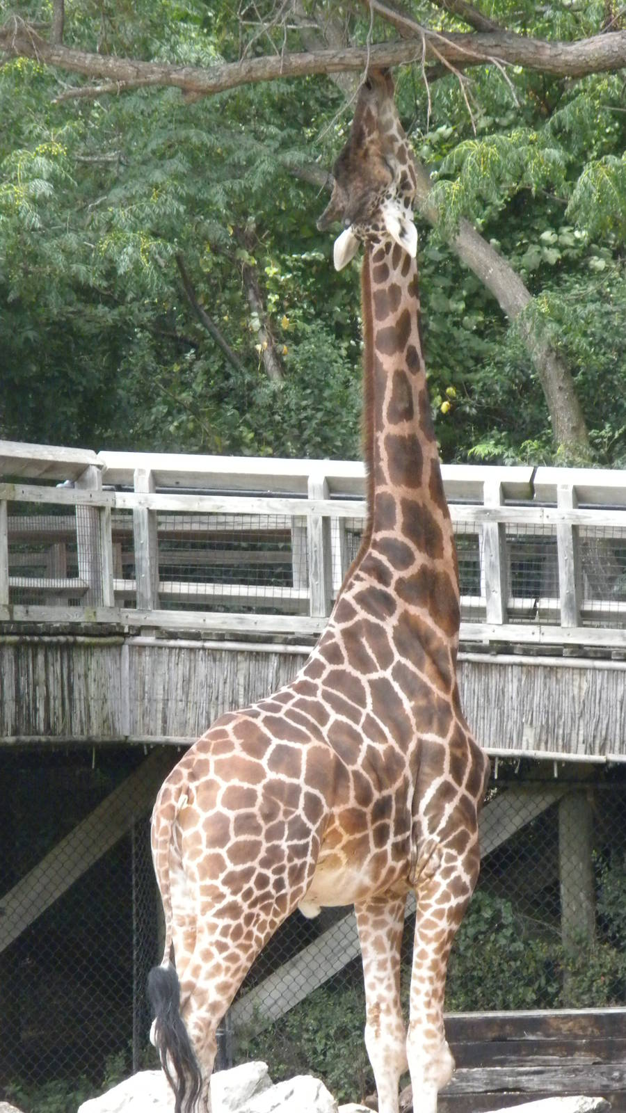 Giraffe