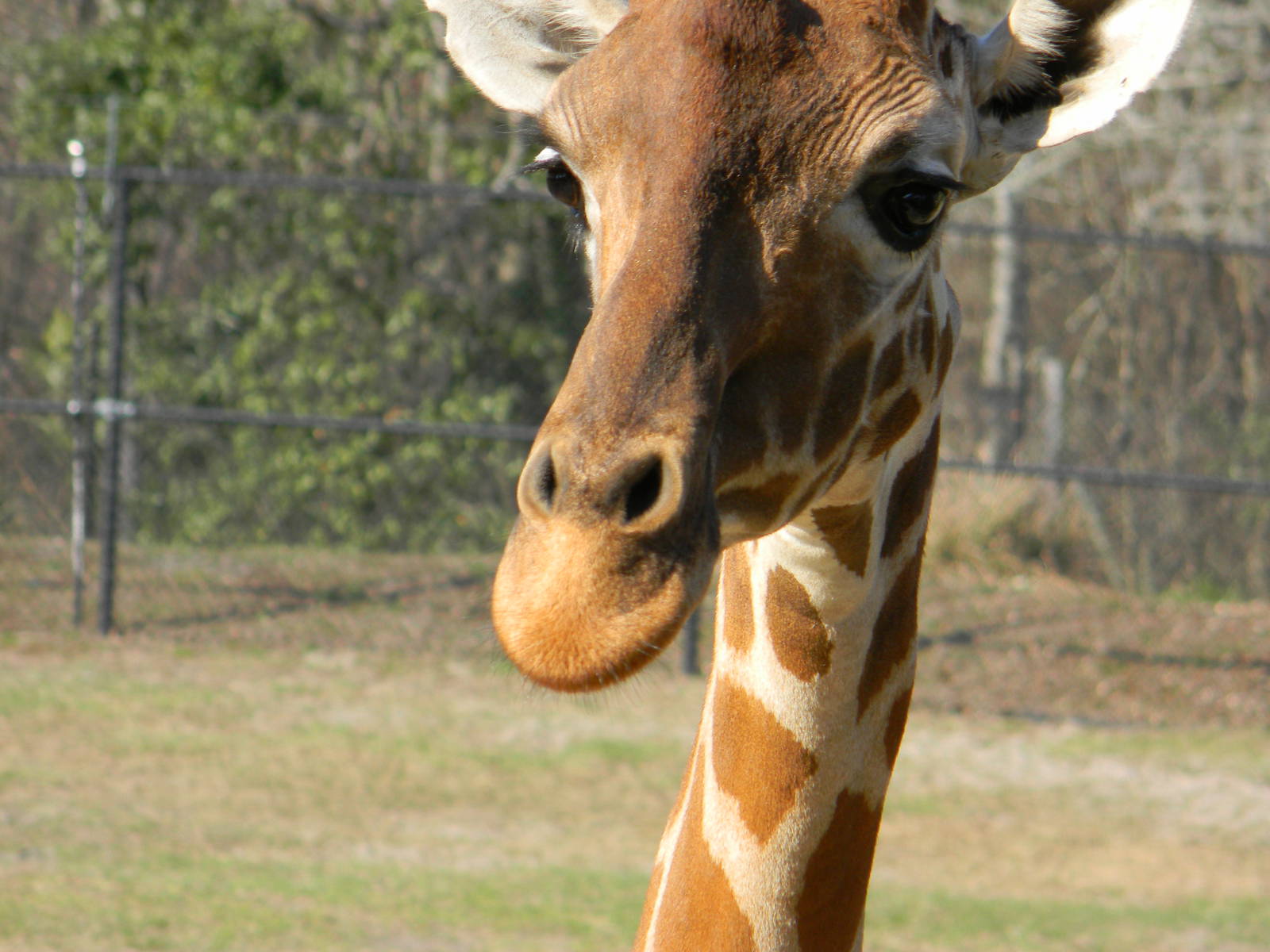 Giraffe