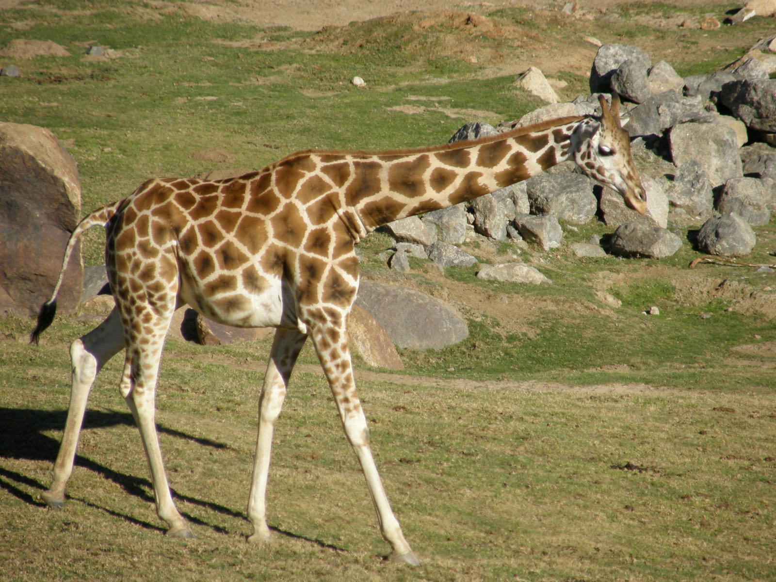 giraffe