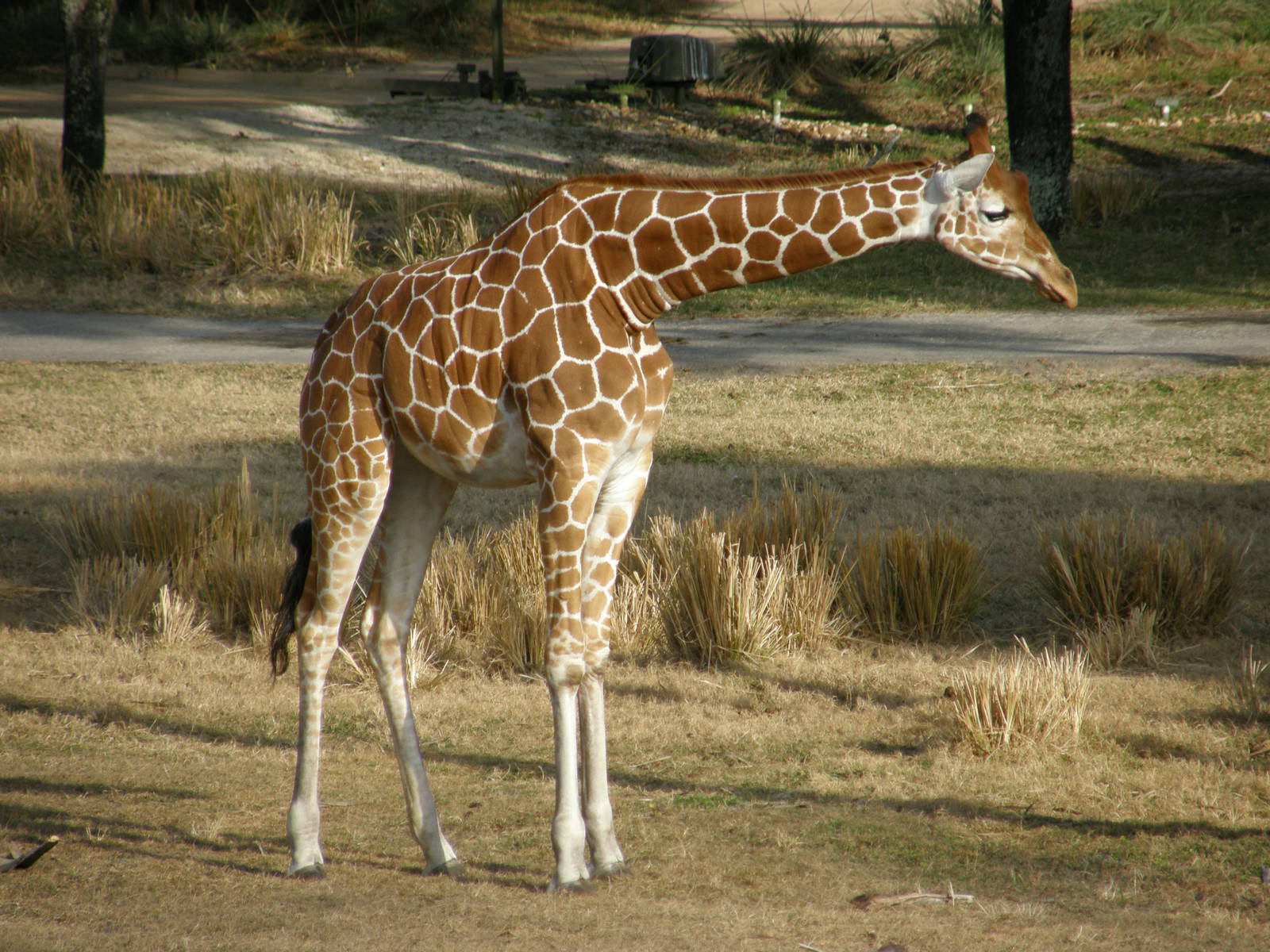 giraffe
