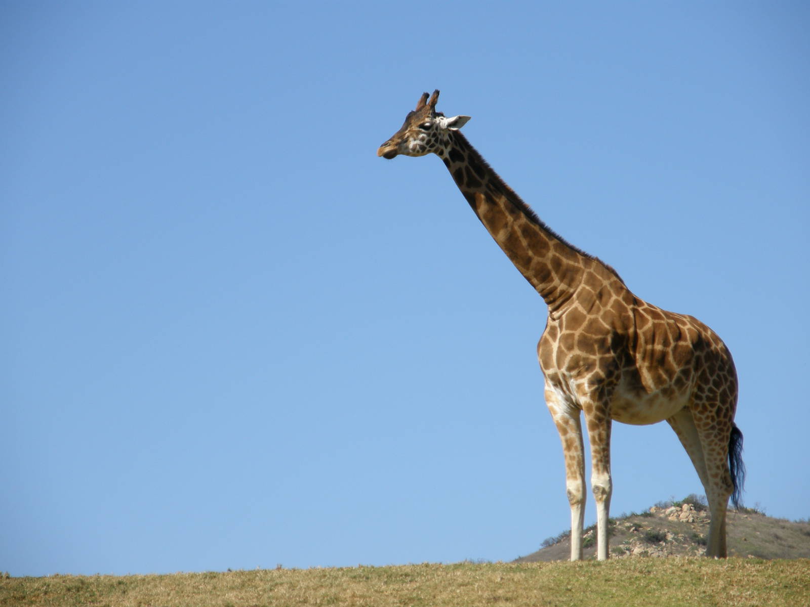 giraffe