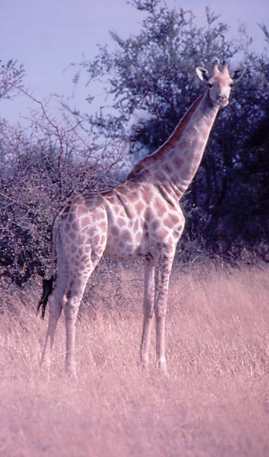 Giraffe