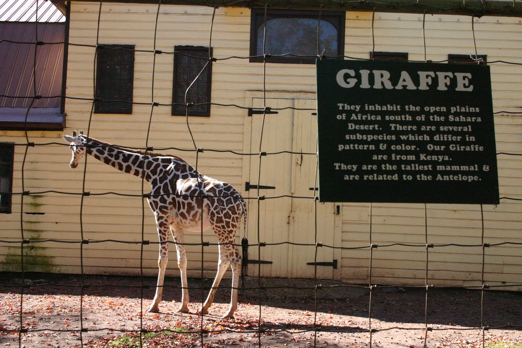 Giraffe